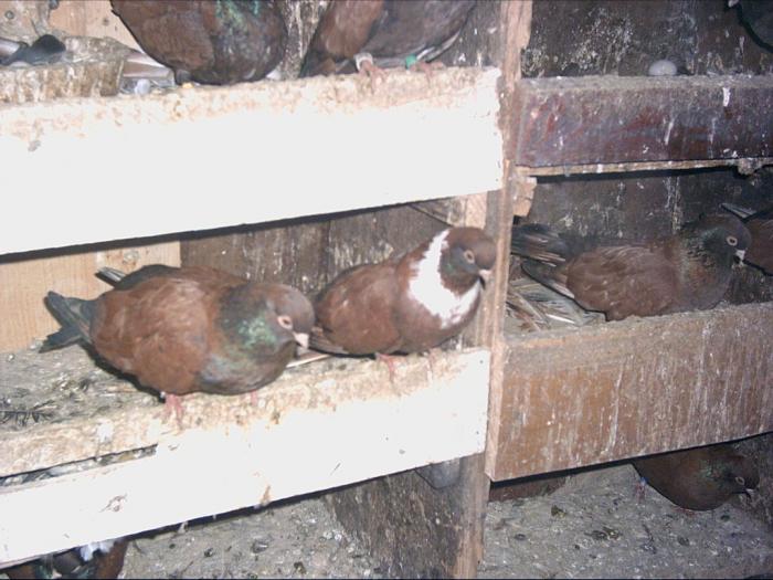 PICT1814 - Porumbei din crescatoria mea