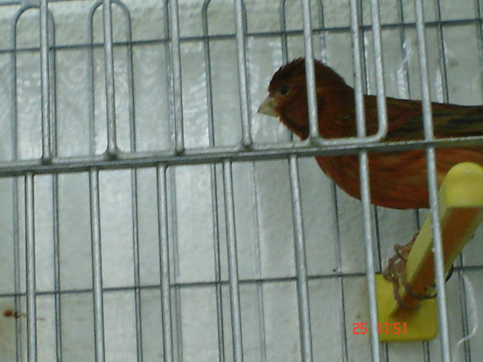 DSC03466 - PASARI CARE NU LE MAI AM - CANARI