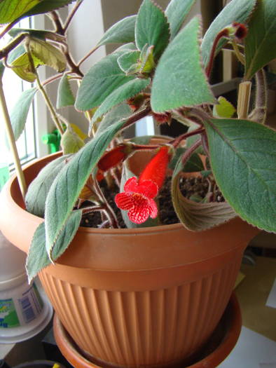 DSC07475 - Kohleria Eriantha 2009