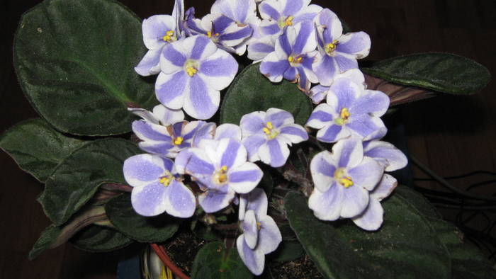 violeta parma - florile mele