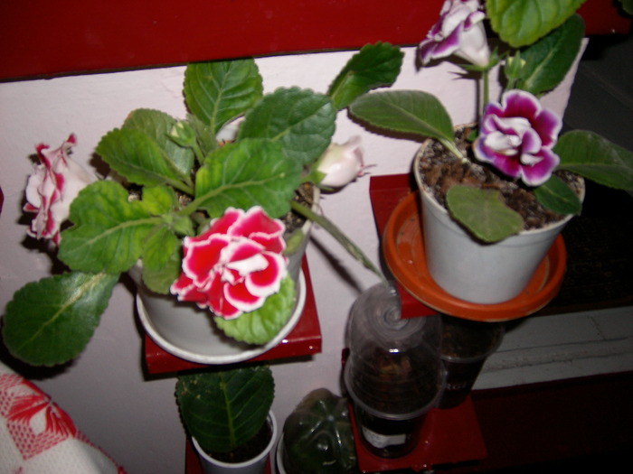 flori-sfirsit de octombrie - Flori - 2009