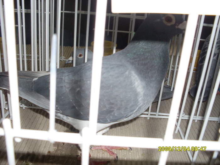 SDC11979 - expozitie deva 12-06-2009