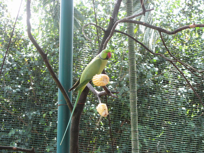 IMG_0034 - 2_1 - Kuala Lumpur Bird Park