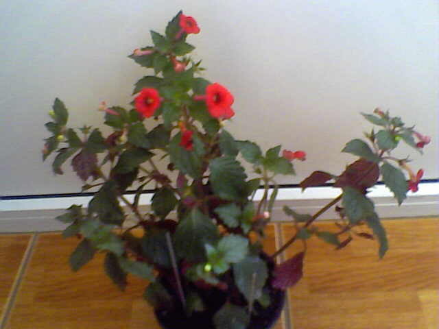 Picture 024 - achimenes