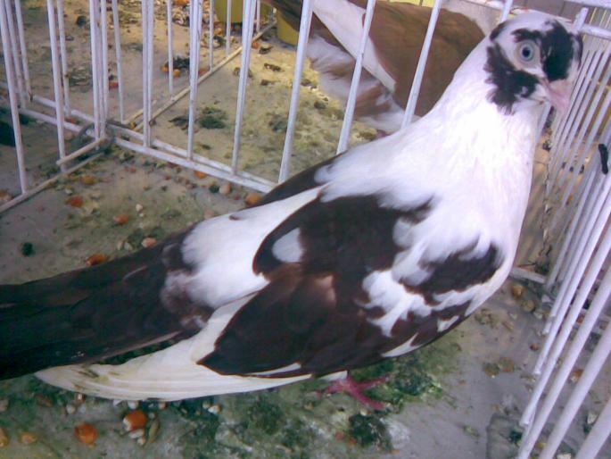 mascat r 3 - 1503 partea 2