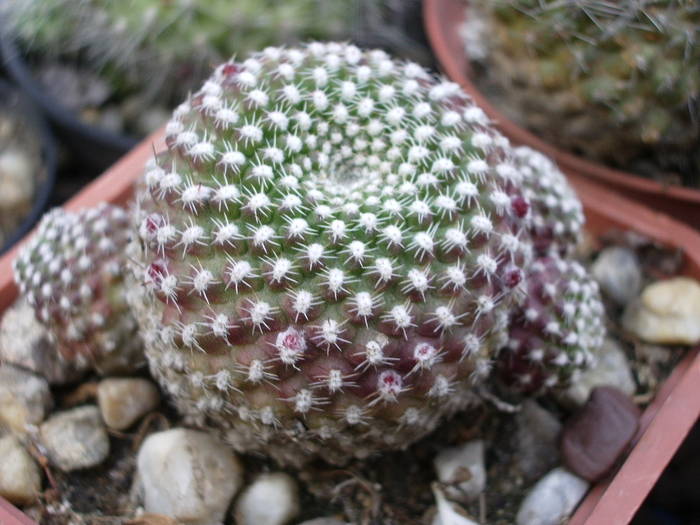 Rebutia krainziana