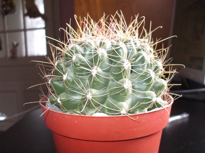 DSCF0269 - cactusii mei
