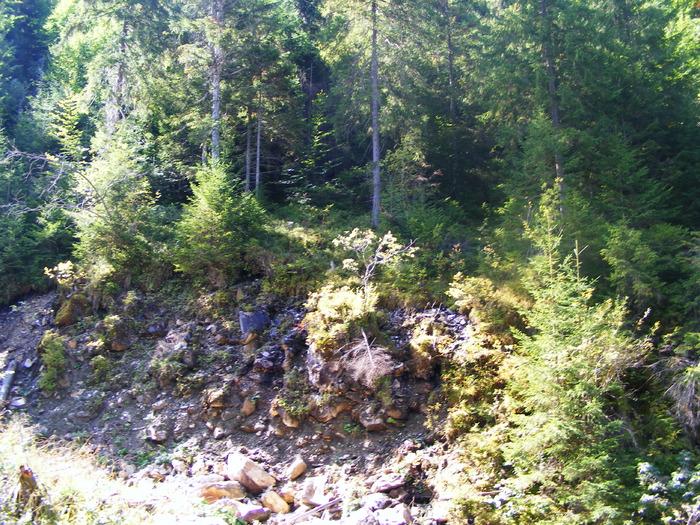 DSCF6318 - muntii Rodnei