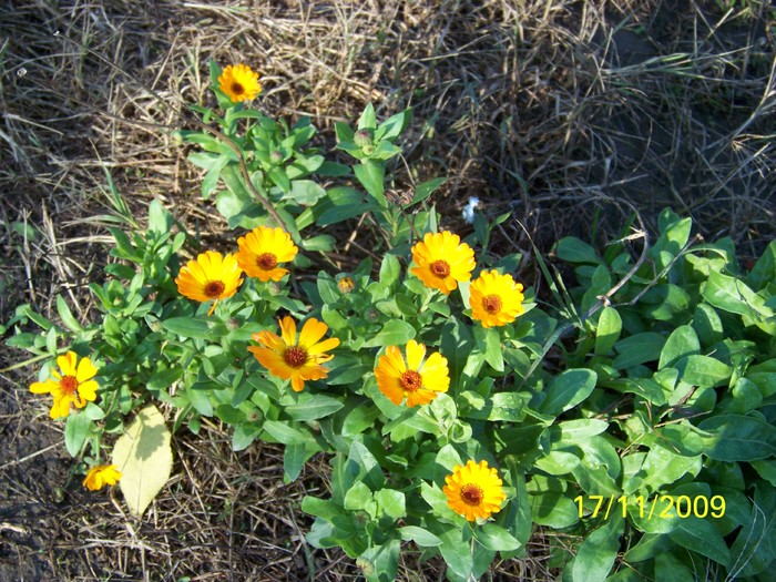 100_4607 - Toamna in curte  Timisoara