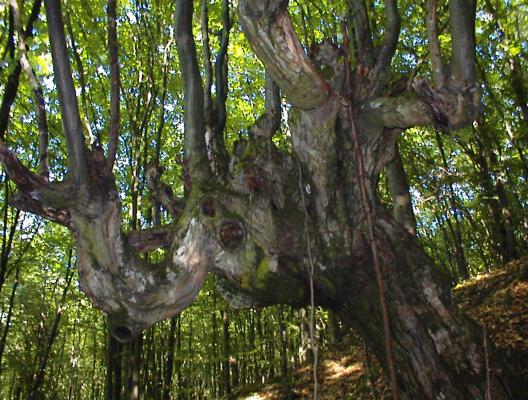 DSC00119 - vatza de jos