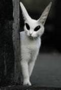 pisica  cu urechi mari