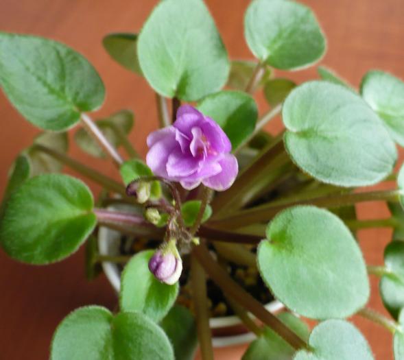 mini-violeta lila involt - Saintpaulia - violete de camera