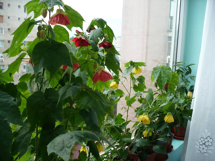 P1140772 - ABUTILONI