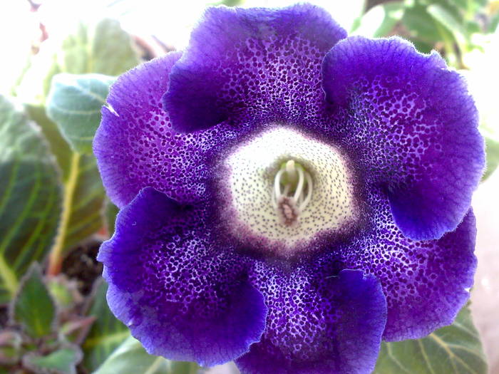 Tigrina Blue 1 - Gloxinii 2009