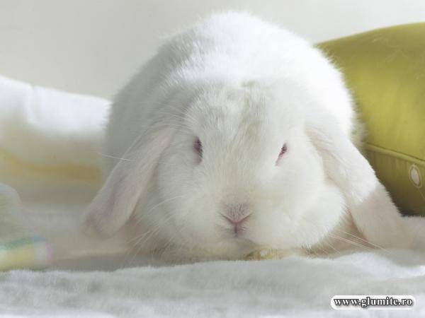 animale-white_lops - Animalute Dragutze