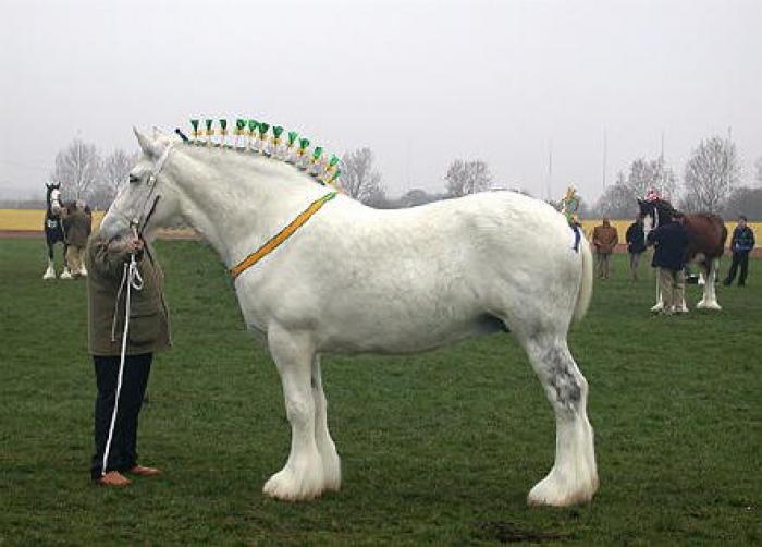 stonemoor silver lady