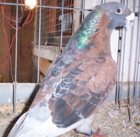 Mosaic American Show Racer cock Red Check & Blue Check