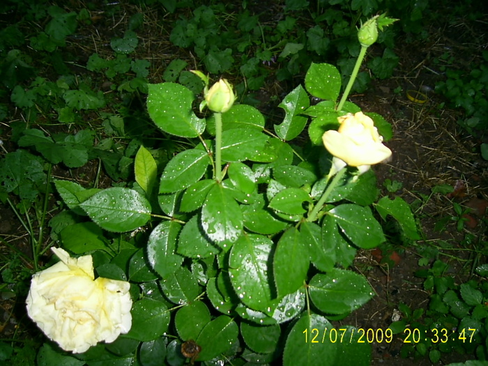 trandafirii (7) - Trandafirii lui Tusi