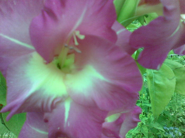 galdiole-roz - plantute de afara