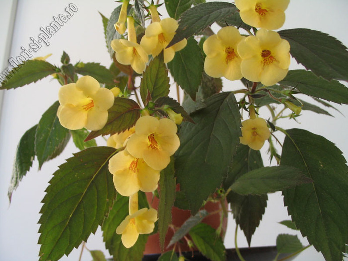 Achimenes Yellow beauty 8