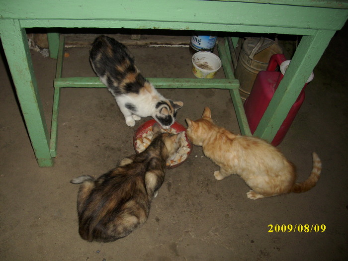DSCI0814 - pisici si catelusa Boggy