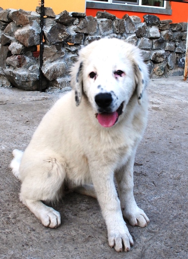 Ela - 20.11.2009 - Ela de Sapte Coline