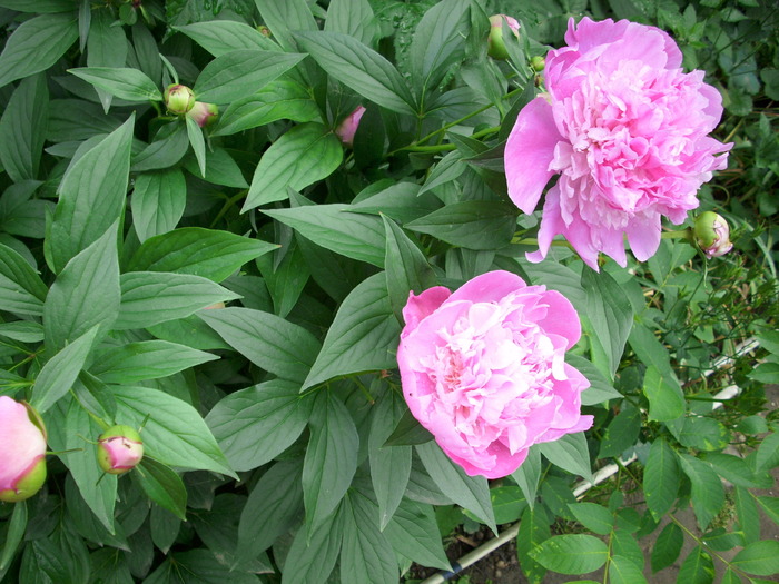 DSCI0635 - flori din gradina mea