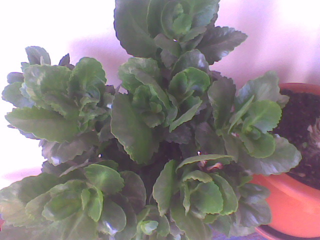 Imag009