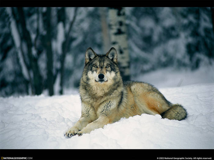 LUPIQ1 - Wolf