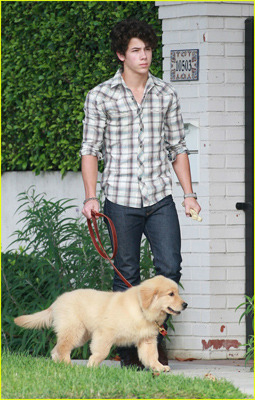 GG-255x400-nickjonaspuppy_0