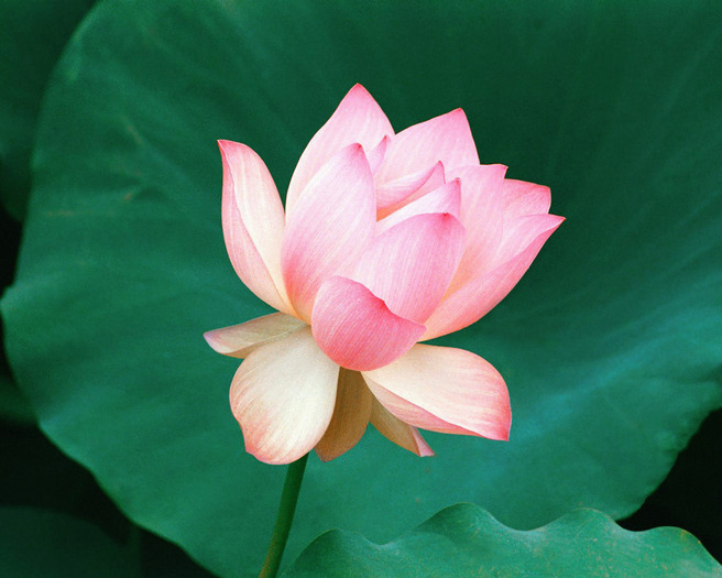 the_lotus_flower,_hawaii - Flower