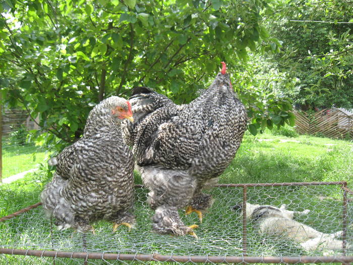 Cochinchina Barat - Gaini de rasa