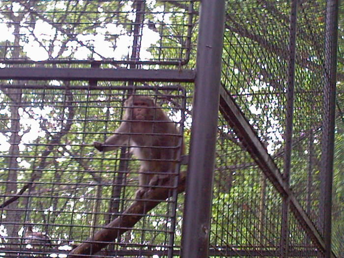 maimuta - Zoo Braila
