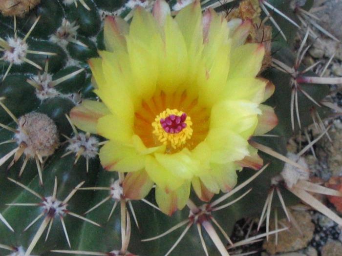 Notocactus submammulosus - Iunie 2008