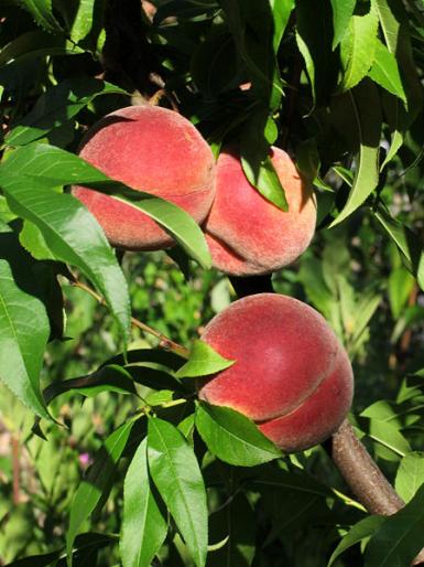 PIERSICI.FRUCTE - PIERSIC