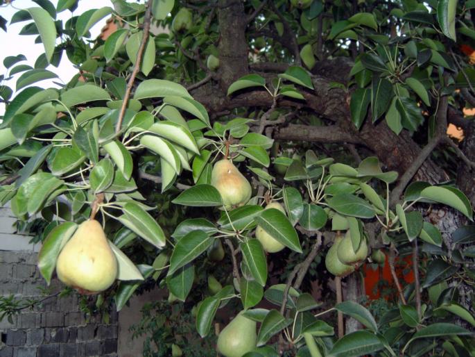 par in iulie - Pomi fructiferi fructe si arbusti