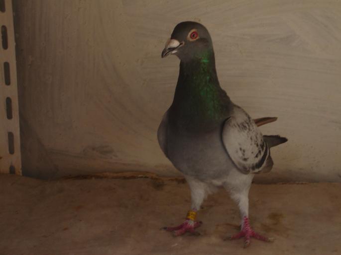 mascul2006 - porumbei voiajori