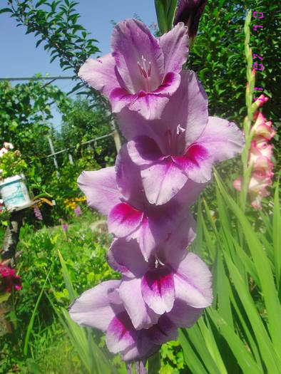 Gladiola de la Bakker