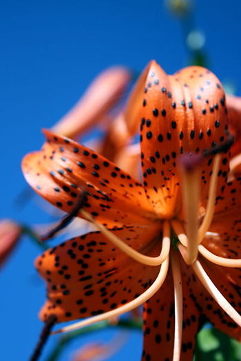 400px-Tiger-lily