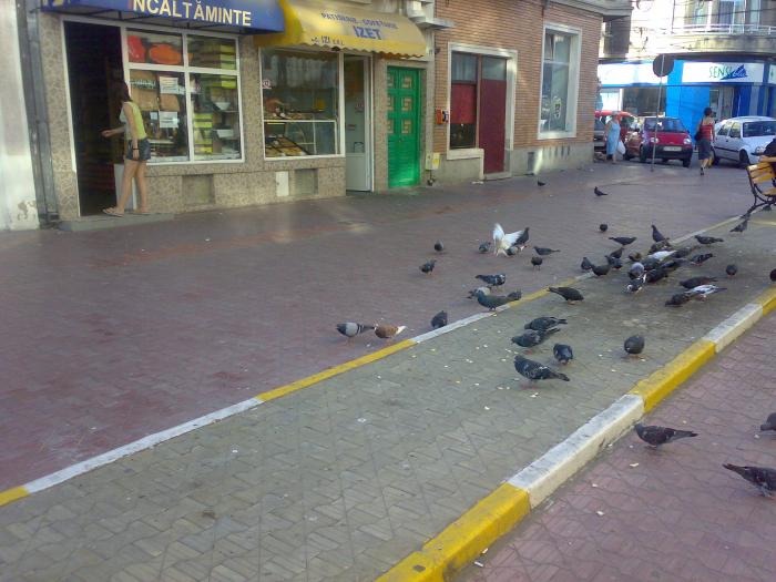 15082008859 - 18a Constanta 1