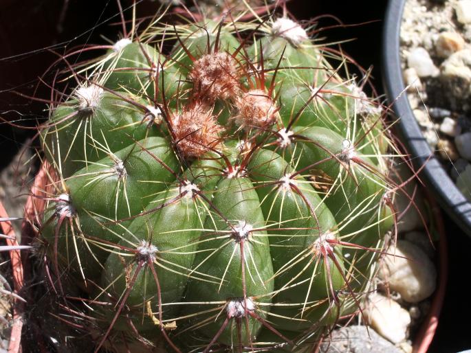  - cactusi