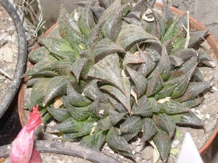  - Haworthia - Gasteria