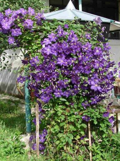 clematis - flori 2007