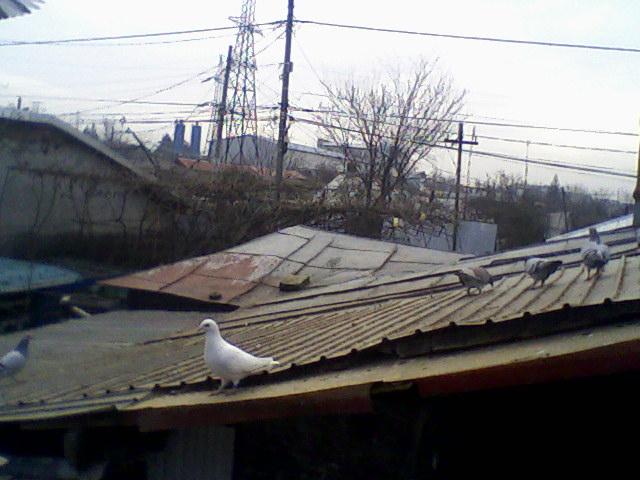 Fotografii-0037Mgajt - Copy (2) - Porumbeii mei calatori