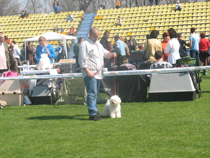 IMG_4802 - bichon frise