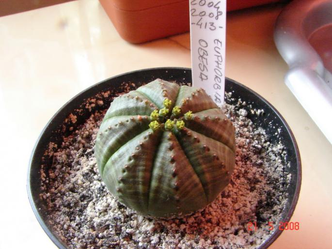 Euphorbia obessa (female)