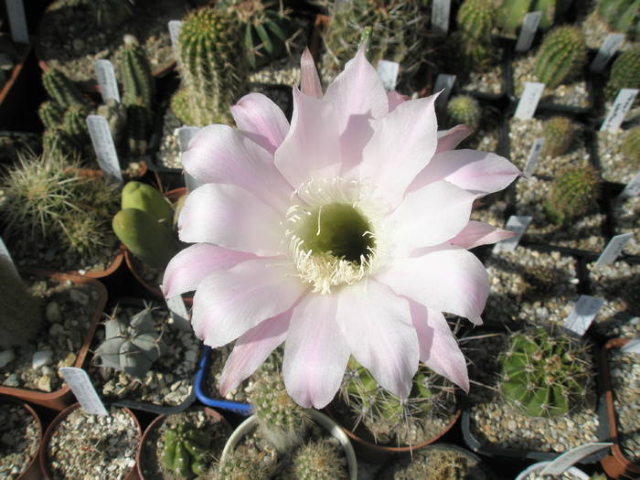 ora 17, si Echinopsisul nu s-a inchis - Echinopsis