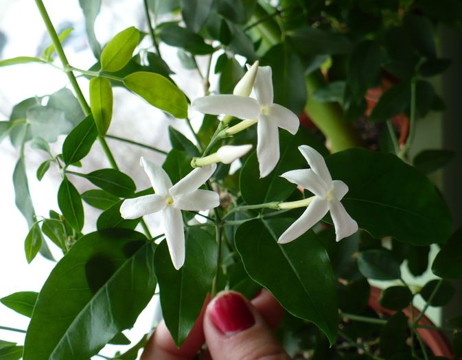 P1190114 - Iasomie de camera - Jasminum