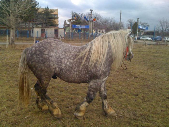 Percheron