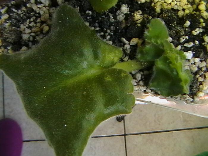 IMGA0472 - violete 2009